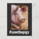 Search for animal rights postcards Pig