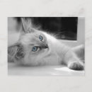 Search for ragdoll postcards White