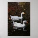Search for swimming swan posters White