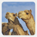 Search for egypt stickers Camel