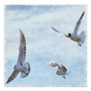 Search for seagull posters Nature