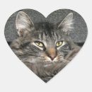 Search for maine coon cat stickers Kitty
