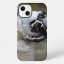 Search for wolf cases Montana