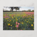 Search for spring wildflowers postcards Colour