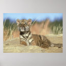 Search for tiger cub posters Siberian