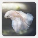 Search for betta fish stickers Siamese