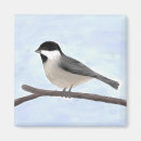 Search for capped chickadee magnets Bird