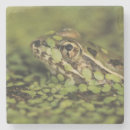 Search for southwestern coasters Nature