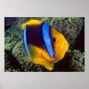 Search for barrier reef posters Colourful