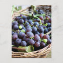 Search for purple grapes postcards Green