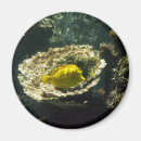 Search for saltwater magnets Nature