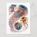 Search for ernst haeckel postcards Jellyfish