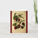 Search for raspberry cards Illustration