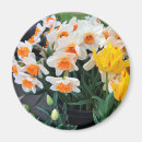 Search for daffodils magnets Nature