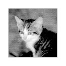 Search for kitten rubber stamps Black