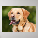 Search for labrador retriever posters Canine