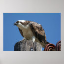 Search for bird man art Ocean