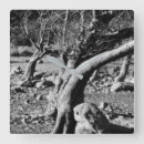 Search for tree clocks Minimalist