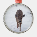 Search for does photography Deer
