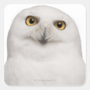 Search for owls head stickers Wildlife