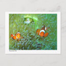 Search for anemones postcards Animals