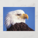 Search for steve kazlowski postcards Fauna