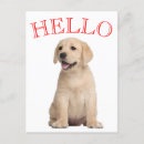 Search for yellow labrador retriever postcards Puppy