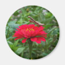 Search for mantis magnets Flower