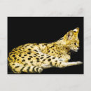 Search for serval postcards Animal