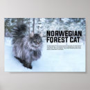 Search for norwegian forest cat Kitten