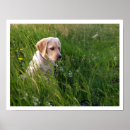 Search for tall grass posters Photograph