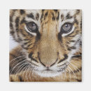 Search for cub magnets Big cat