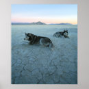 Search for siberian husky posters Black