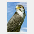 Search for predatory animal Bird