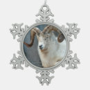 Search for dall Dall sheep