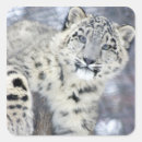 Search for snow cat stickers White