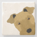 Search for airedale coasters Pets