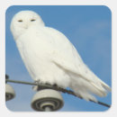Search for snowy owl stickers Nature photography