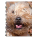 Search for attitude notebooks Confidence