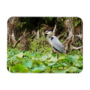 Search for herons magnets Outdoors