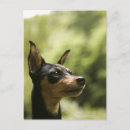 Search for back yard postcards Vertical