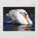 Search for waterbird postcards Wildlife