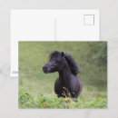 Search for stallion postcards Black
