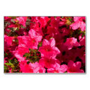 Search for azalea office supplies Floral