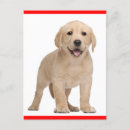Search for labrador retriever dog postcards Puppies