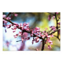 Search for rhapsody posters Pink