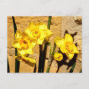 Search for yellow daffodil postcards Jonquil