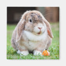 Search for lop magnets Animal