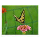 Search for garden fence posters Pink