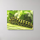 Search for abstract butterfly canvas prints Nature